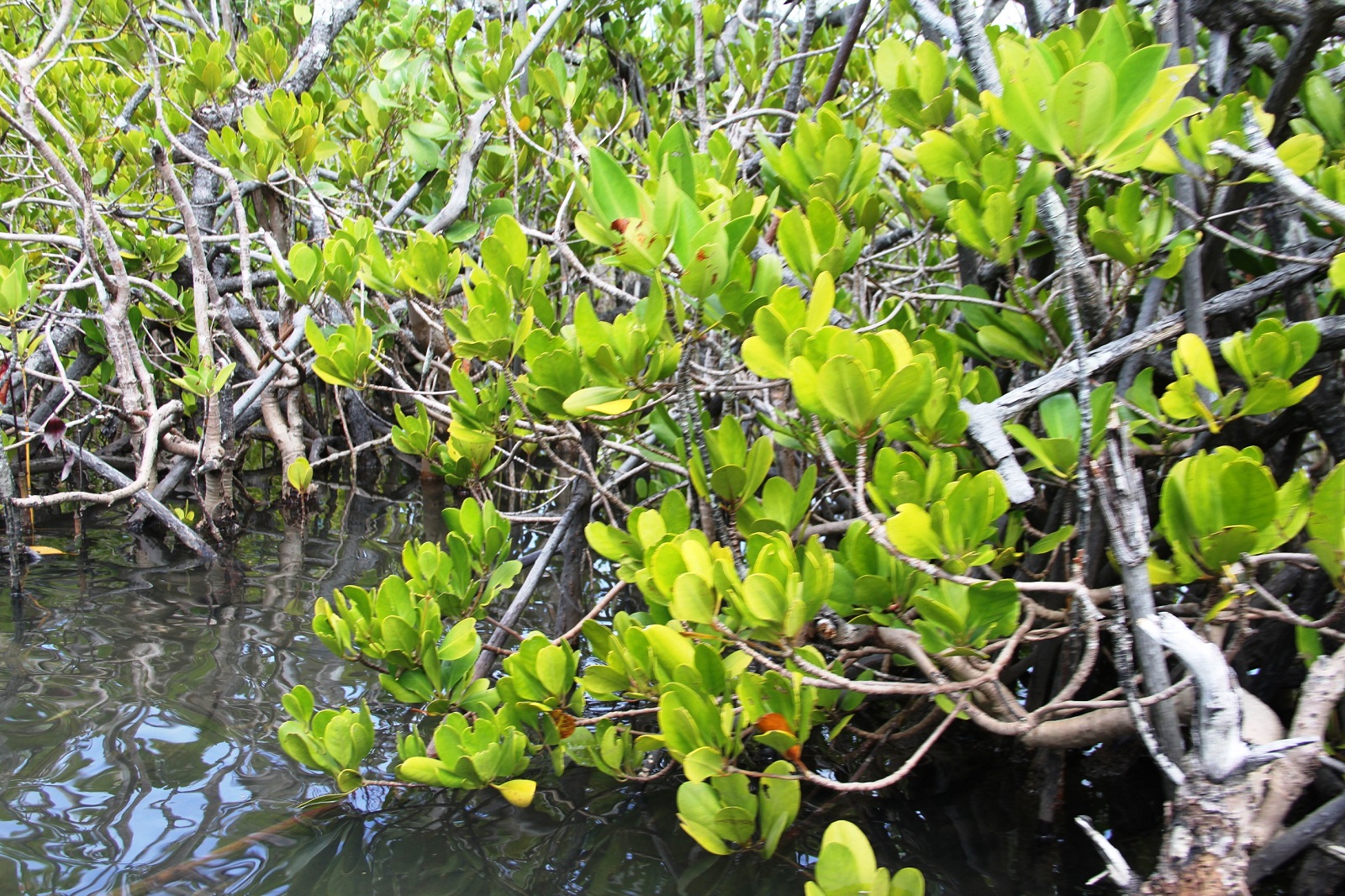 Mangrove baie d ampanihy